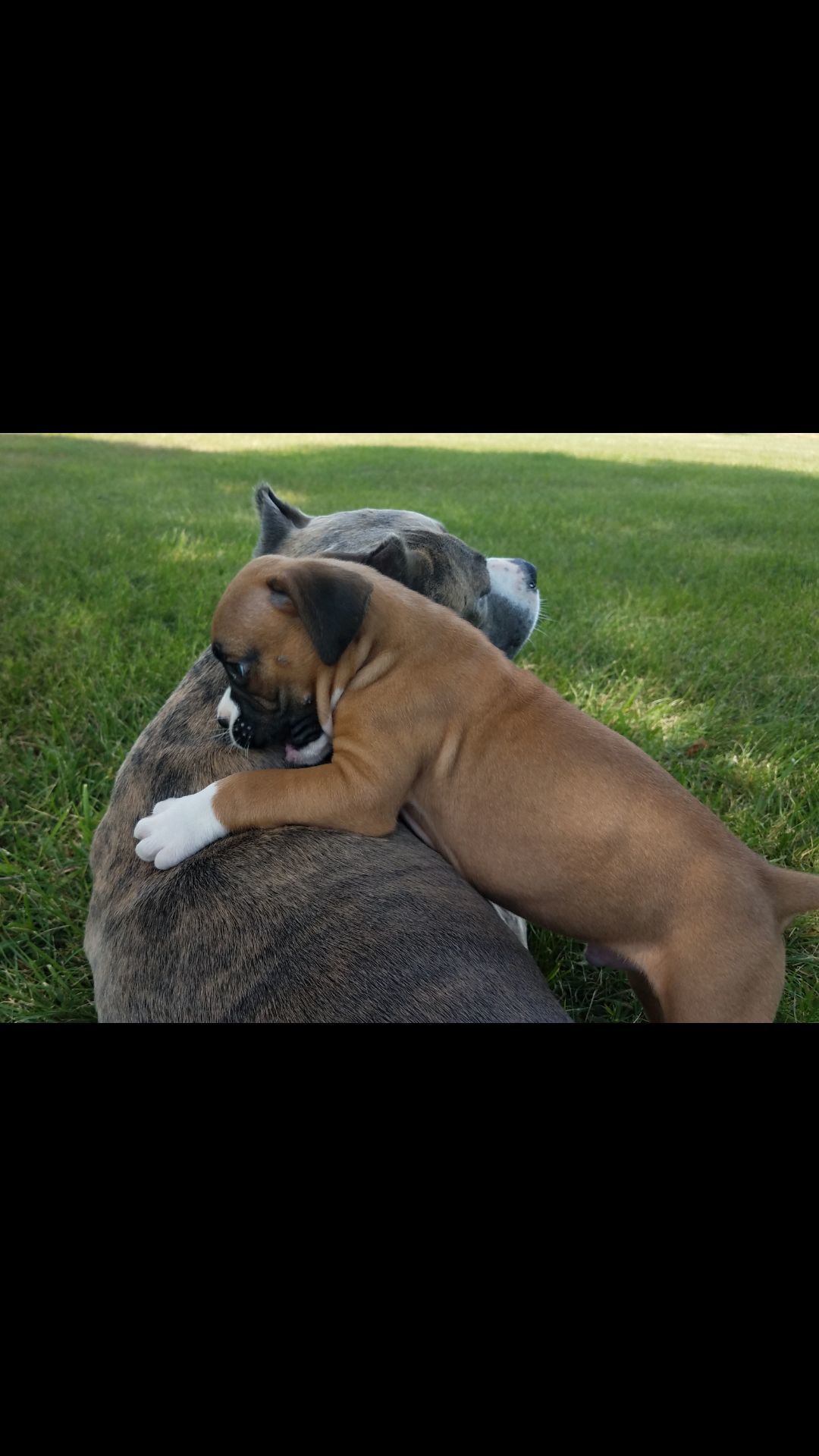 Foxie and Caesar